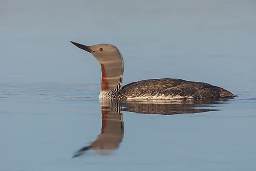 Red-throated Loon-misty morning Landscape Print